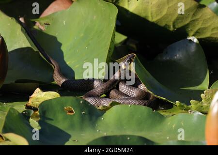 Serpente d'erba, serpente d'erba (Natrix natrix), su giglio, Germania Foto Stock