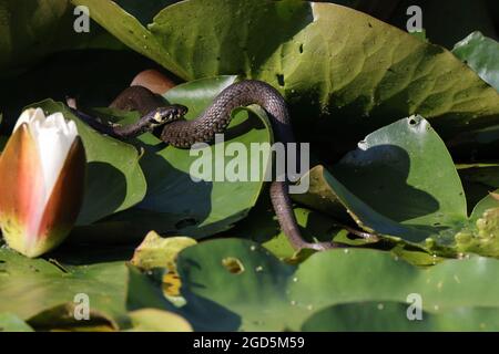 Serpente d'erba, serpente d'erba (Natrix natrix), su giglio, Germania Foto Stock