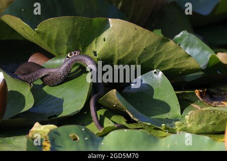 Serpente d'erba, serpente d'erba (Natrix natrix), su giglio, Germania Foto Stock