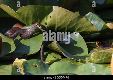 Serpente d'erba, serpente d'erba (Natrix natrix), su giglio, Germania Foto Stock