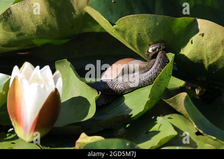 Serpente d'erba, serpente d'erba (Natrix natrix), su giglio, Germania Foto Stock