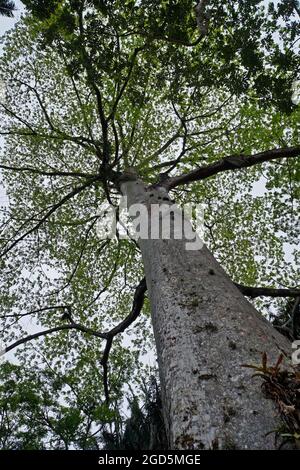 Albero di Kapok, albero di Sumauma o albero di cotone di seta (pentandra di Ceiba) Foto Stock