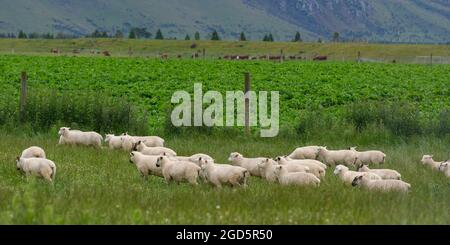 Pascolo di pecore in campo, Longridge Nord, Southland, Nuova Zelanda Foto Stock