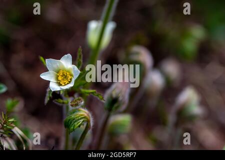 Pulsatilla alpina in montagna Foto Stock