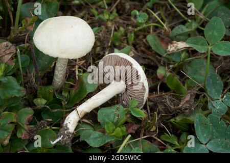 Funghi commestibili Pediades Agrocybe nel giardino. Noto come Common Fieldcap. Funghi selvatici che crescono ih l'erba. Foto Stock