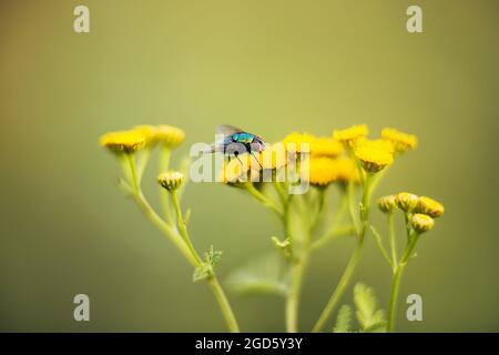 Una grande mosca verde con ali trasparenti si trova su fiori di tansy gialli in un campo in una giornata estiva soleggiata. Natura e insetti. Foto Stock