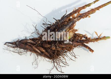 Radice di felce maschile primo piano su sfondo bianco. Foto Stock