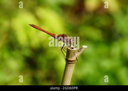 Il darrer vagante (Sympetrum vulgatum), famiglia Libellulidae su bastone di bambù. Estate, agosto, Paesi Bassi Foto Stock