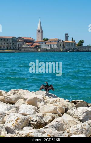 La storica città costiera medievale di Porec in Istria, Croazia, vista dalla riva appena a nord della città vecchia. Un cormorano asciuga le sue ali sul ro Foto Stock