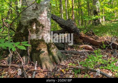 Tronco di un vecchio albero in una foresta verde Foto Stock