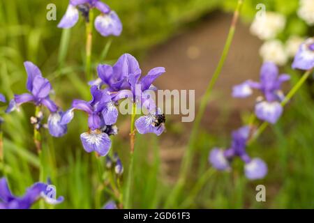 Fiori viola e blu iris closeup su sfondo verde giardino. Giorno di sole. Molto iris. Grande fiorito coltivato di iride bearded. Blu e viola Foto Stock