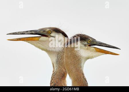 Grandi fratelli di airone blu che guardano intorno dal nido Foto Stock