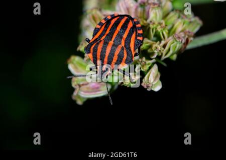 Bug a strisce Foto Stock