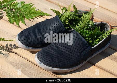 Legno foglie Fern nelle scarpe su sfondo di legno. Foto Stock