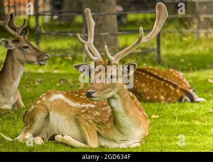 Fallow Deer (Dama dama) Stag con belle formiche di velluto seduto in uno sfondo naturale. Foto Stock