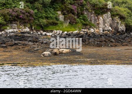 Colonie di foche al Dunvegan Castle, Scozia. Foto Stock