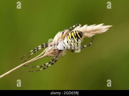 Una femmina di caccia Wasp Spider, Argiope bruennichi, su semi d'erba. Foto Stock