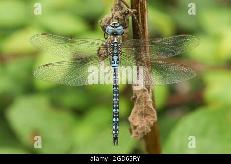 Un raro maschio Southern Migrant Hawker Dragonfly, Aeshna affinis, che riposa su uno stelo di pianta nel Regno Unito. Foto Stock