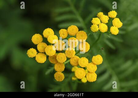 Una pianta di Tansy fiorente, Tanacetum vulgare, che cresce in un prato di fiori selvatici nel Regno Unito. Foto Stock