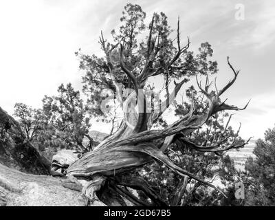 I rami bizzarri e ritorti di uno Utah Juniper parzialmente morto, Juniperus Osteosperma, in bianco e nero, Escalante, Utah Foto Stock