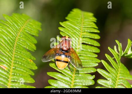 Hornet mimic hoverfly (Volucella zonaria), un grande hoverfly che usa mimicry per la protezione dai predatori, Regno Unito Foto Stock