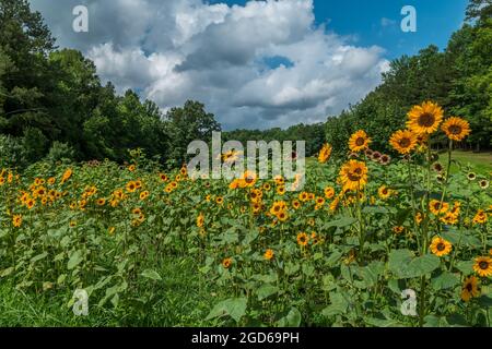 Diverse varietà di girasoli che crescono insieme in un campo agricolo in estate in una giornata di sole con i boschi sullo sfondo Foto Stock