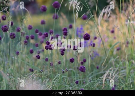 cipolle selvatiche nel prato. Teste di semina Foto Stock