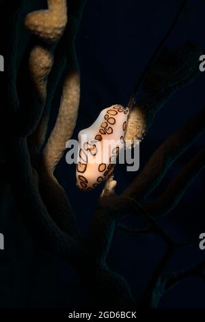 Lingua di Flamingo (Cyphoma gibbosm) sulla barriera corallina al largo dell'isola dei Caraibi olandesi di Sint Maarten Foto Stock