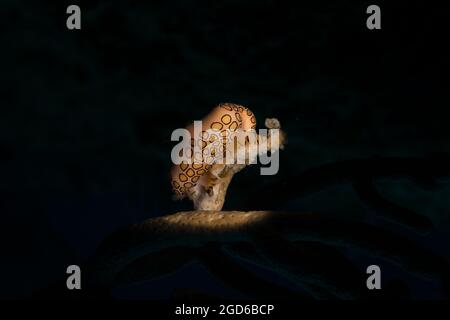 Lingua di Flamingo (Cyphoma gibbosm) sulla barriera corallina al largo dell'isola dei Caraibi olandesi di Sint Maarten Foto Stock