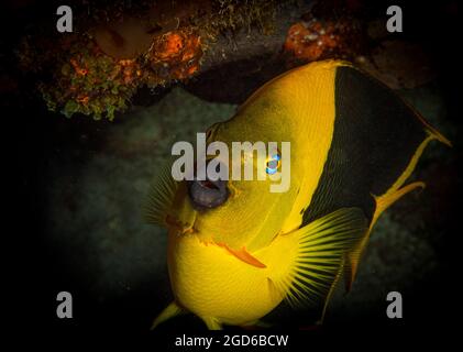 Rock Beauty (Holacanthus tricolore) sulla barriera corallina al largo dell'isola di Sint Maarten, Caraibi olandesi. Foto Stock