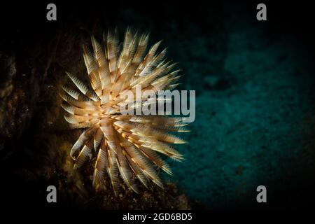 Verme di piuma (abellastarte spectabilis) sulla barriera corallina al largo dell'isola di Sint Maarten, Caraibi olandesi. Foto Stock