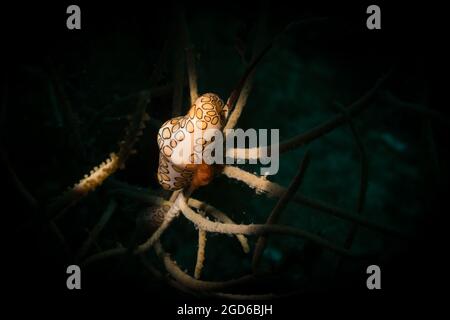 Lingua di Flamingo (Cyphoma gibbosm) sulla barriera corallina al largo dell'isola dei Caraibi olandesi di Sint Maarten Foto Stock