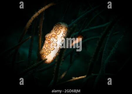 Lingua di Flamingo (Cyphoma gibbosm) sulla barriera corallina al largo dell'isola dei Caraibi olandesi di Sint Maarten Foto Stock