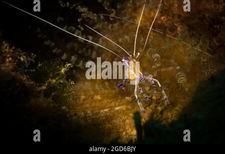 Pedersen Cleaner Shrimp (Periclimenes pedersoni) sulla barriera corallina al largo dell'isola di Sint Maarten, Caraibi olandesi. Foto Stock