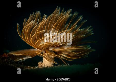 Verme di piuma (abellastarte spectabilis) sulla barriera corallina al largo dell'isola di Sint Maarten, Caraibi olandesi. Foto Stock