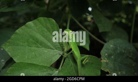 Una lucertola da giardino comune di colore verde seduta su una foglia, girando il collo e guardando qualcos'altro Foto Stock