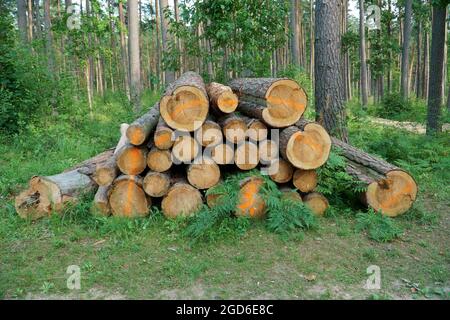 Vista dei tronchi impilati dopo la deforestazione. Vista in sezione trasversale di tronchi di pino abbattuto. Registrazione di una scena in un ambiente boscoso. Un paesaggio statico con c Foto Stock