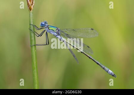 Robust Spreadwing (Lestes dryas) aka Smeraldo scarso Damselfly Thompson comune Norfolk GB UK Agosto 2021 Foto Stock
