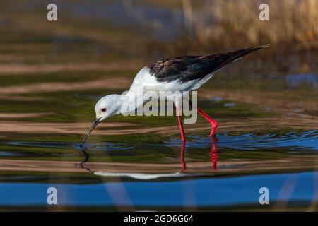 Un palafitte alato nero cerca cibo lungo il fiume Chobe Foto Stock