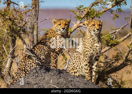 Giovani fratelli ghepardo sul belvedere in Sud Africa Foto Stock