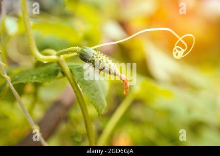 Cetriolo verde su un ramo con fiori gialli nel giardino della fattoria. Lavorando con piante, coltivando ortaggi organici Foto Stock