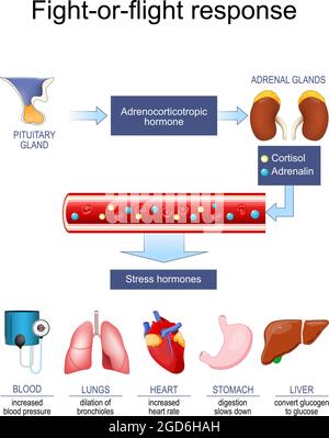 risposta acuta allo stress (ormone). Cortisolo Adrenalin lotta-o-volo di risposta. Risposta lotta-o-volo. Lotta-volo-o-congelamento. Poster vettoriale Illustrazione Vettoriale