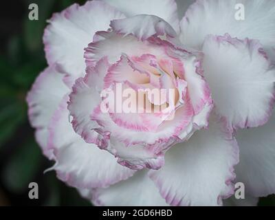 Rosa desertica bianca, altri nomi adenium obesum. fioritura di adenium bianco, obesità, rosa desertica, fiori circondati da foglie verdi con sfondo sfocato. Foto Stock