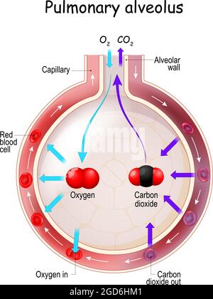 Scambio di gas alveolo. Anatomia dell'alveolo polmonare. Ossigeno e anidride carbonica, inspirazione ed espirazione Illustrazione Vettoriale