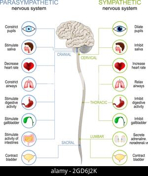 Sistema nervoso simpatico e parasimpatico. Differenza. Diagramma con organi interni collegati, cervello e midollo spinale. Illustrazione vettoriale Illustrazione Vettoriale