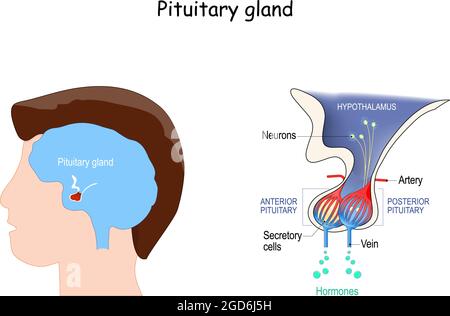 Anatomia ghiandola pituitaria. Ormoni. Posizione dell'ipofisi. Illustrazione vettoriale. Diagramma per l'educazione. Poster medico sul cervello umano Illustrazione Vettoriale