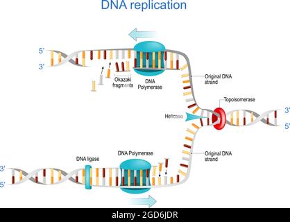 Replicazione del DNA. Frammenti di Okazaki, topoisomerasi, elicasi, DNA polimerasi, DNA ligasi e RNA. Illustrazione vettoriale. Poster per la scienza e l'istruzione Illustrazione Vettoriale