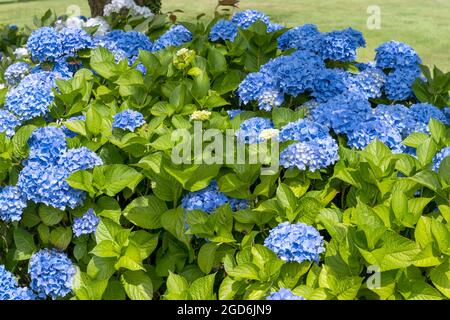 Blue hydrangea (Hydrangea macrophylla) sul campo da golf di Highcliffe Castle Golf Club, Highcliffe, New Forest, Hampshire, Inghilterra, REGNO UNITO Foto Stock