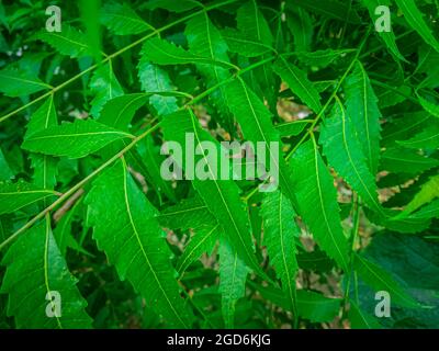 Azadirachta indica UN ramo di foglie di albero neem. Medicina naturale. Foto Stock