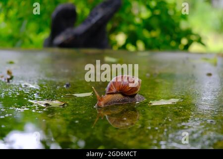 Grande scivolando a lumaca sul pavimento bagnato nel giardino estivo. Grandi lumache di molluschi con guscio a righe marrone chiaro, striscianti su muschio. Foto Stock